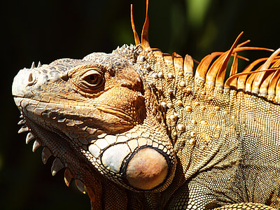 brown and green lizard thumbnail