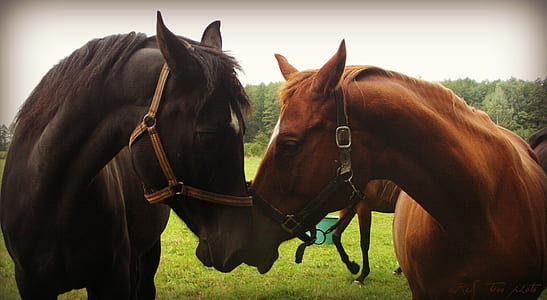 black and brown horse facing each other vignette photography thumbnail