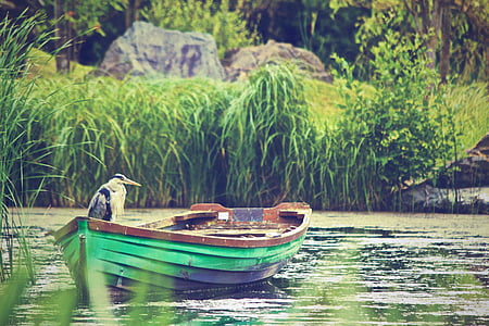 great blue heron perching on green and brown row boat on clear body of water thumbnail