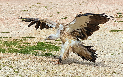 brown and white vulture lands on brown soil ground taken at daytime thumbnail