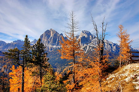 orange and green leafed trees thumbnail