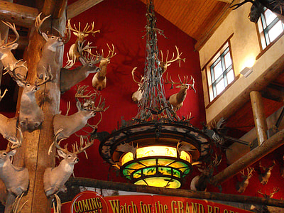 brown deer head taxidermies near chandelier inside room thumbnail