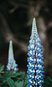 shadow depth of field photography of blue-and-gray petaled flowers thumbnail