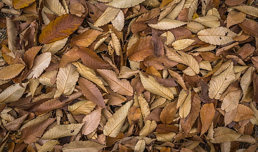 bunch of dried leaves thumbnail