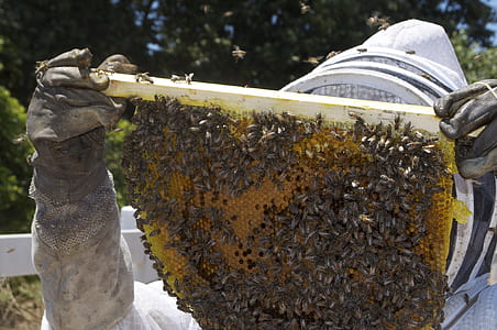 person holding honeycomb thumbnail