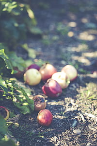 nut and fruits on ground selective focus photography thumbnail