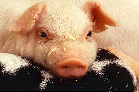pink pig thumbnail