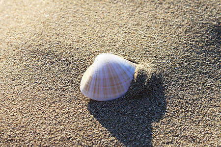 white seashell on sand thumbnail