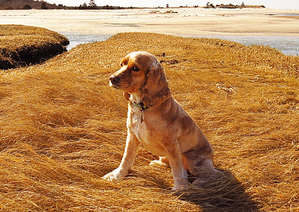adult tan Cocker Spaniel sitting on brown grass at daytime thumbnail