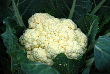 close-up photo of cauliflower thumbnail