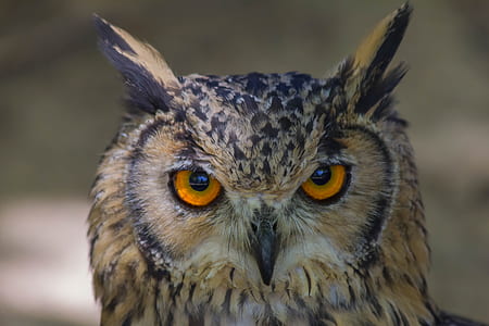 close-up photography of brown owl thumbnail