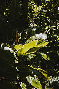 green leafed plant hit by sunlight thumbnail