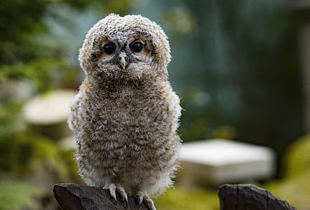 brown owl perched on tree branch thumbnail