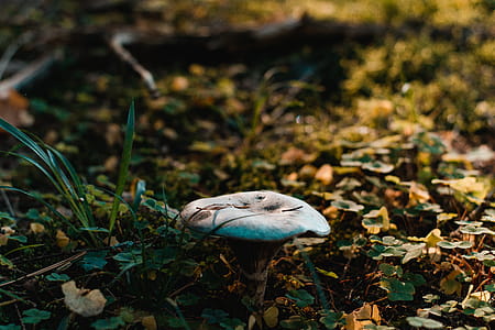 Brown Fungi on Green Grass thumbnail