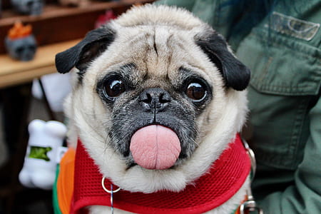 adult fawn pug thumbnail