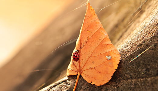shallow depth of field photo of ladybug perch on dried leaf thumbnail