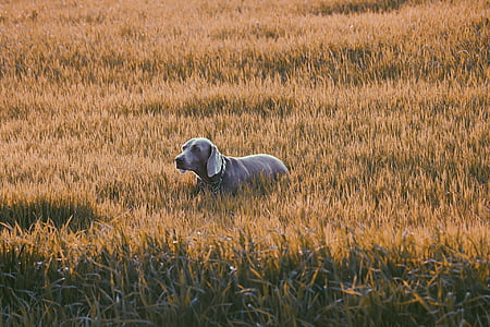 adult gray Weimaraner thumbnail
