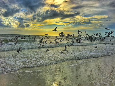 flock of flying gulls above shore under cloudy sky thumbnail