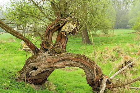 bended tree near grass thumbnail