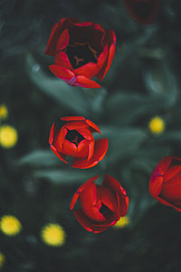 red tulips in shallow focus lens thumbnail