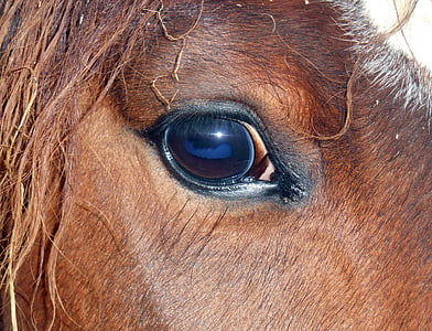 closeup photo of horse eye thumbnail
