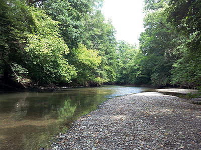 forest with river under white sky thumbnail