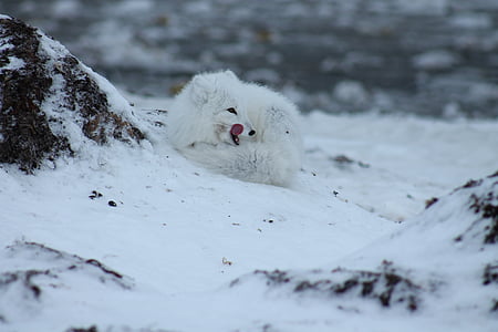 polar bear lying on snow thumbnail