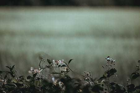 shallow focus photography of flowers thumbnail