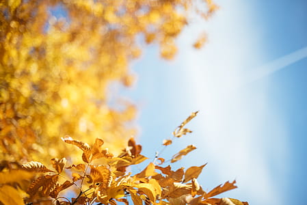 yellow leaves under blue skies thumbnail
