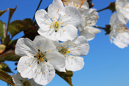closeup photo of white flowers thumbnail