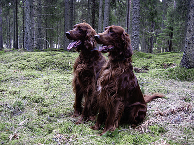 two brown dogsd thumbnail