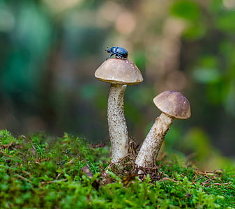 black beetle on two brown mushrooms close up photo thumbnail