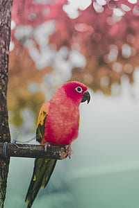 red parrot on brown stick thumbnail