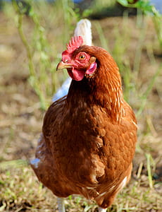 brown hen standing behind green plants thumbnail