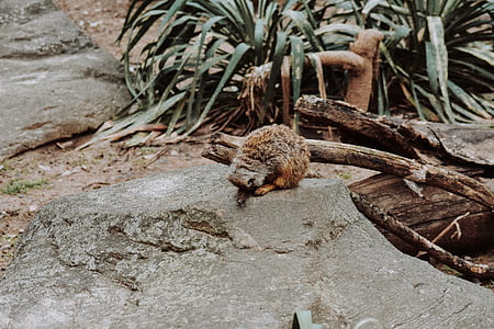 gray and brown land animal beside plant thumbnail