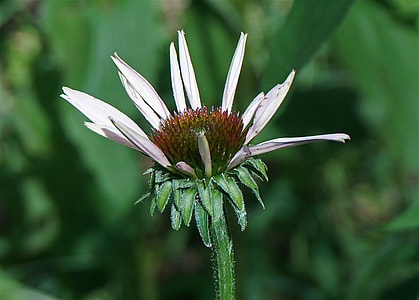 Echinacea Bud Opening, Echinacea thumbnail
