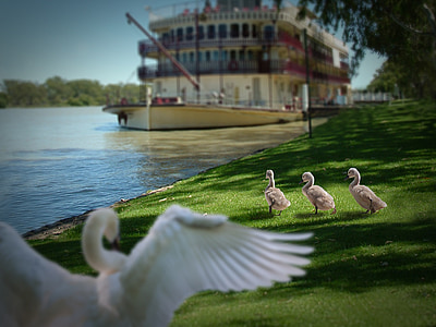 three white ducklings walking on green grass thumbnail