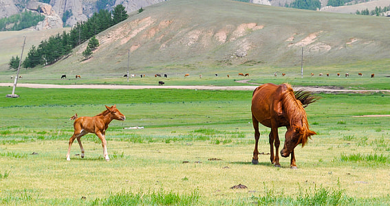 two horses on green field thumbnail