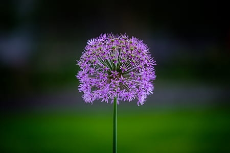 shallow focus photography of purple dandelion thumbnail