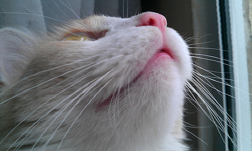 short-furred white and orange catr thumbnail