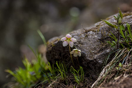 tilt shift lens photo of white flowers thumbnail