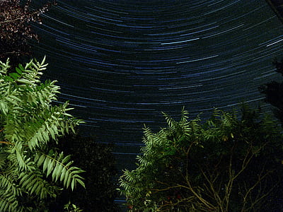 long exposure photography of green leaf trees under starry night thumbnail