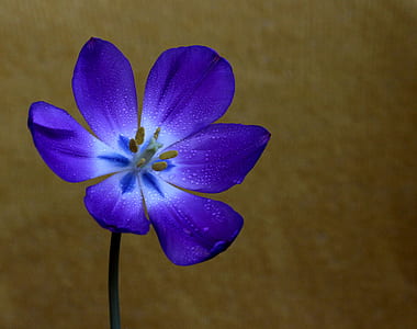 blue flower thumbnail