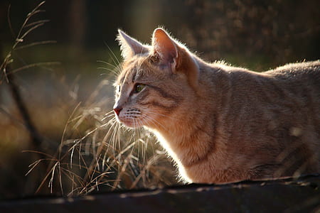 short-coated beige and brown cat thumbnail