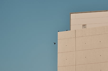 view of birds at the building thumbnail