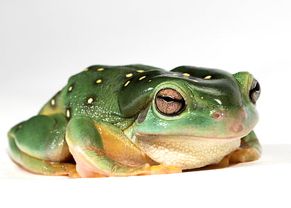 green frog thumbnail