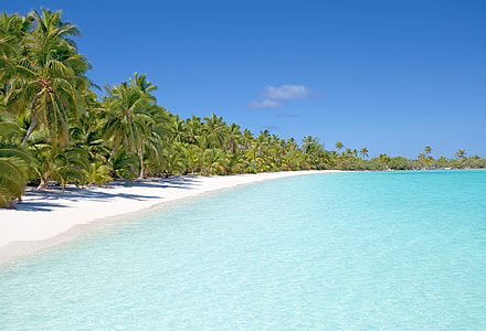 photo of coconut trees near beach thumbnail