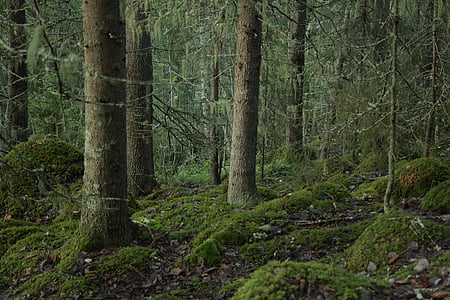 green forest during daytime thumbnail