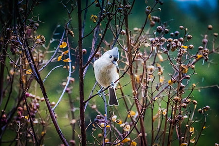 brown short-beaked bird on tree during daytime thumbnail