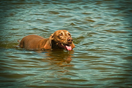 adult tan vizsla in body of water during daytime thumbnail